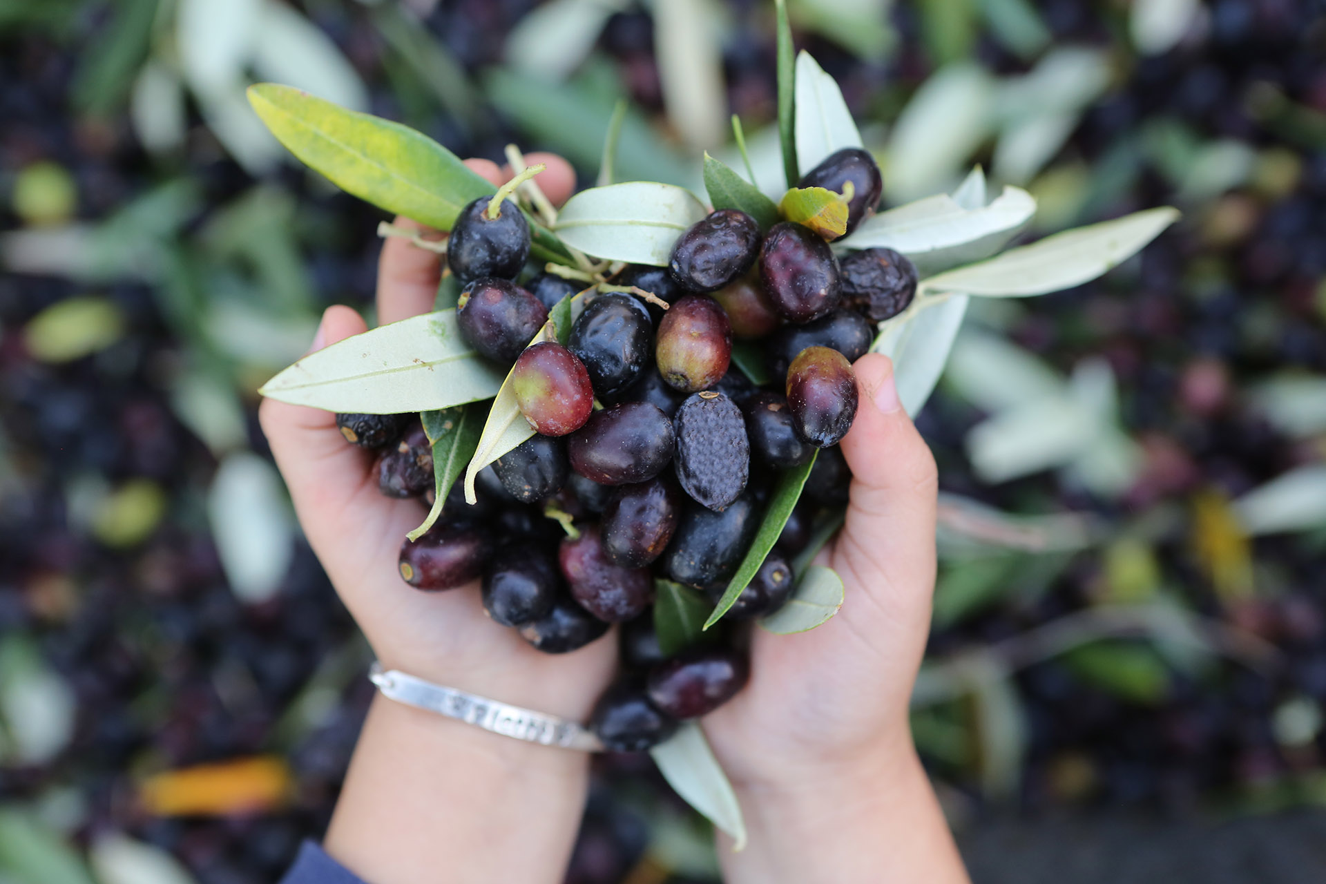olivery natuurlijke olijfolie